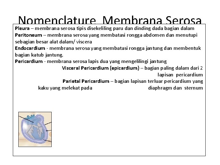Nomenclature Membrana Serosa Pleura – membrana serosa tipis disekeliling paru dan dinding dada bagian