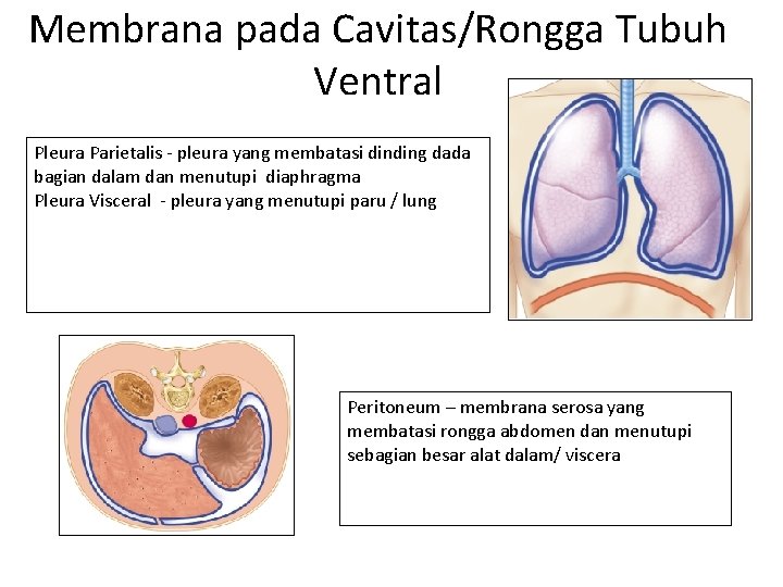 Membrana pada Cavitas/Rongga Tubuh Ventral Pleura Parietalis - pleura yang membatasi dinding dada bagian