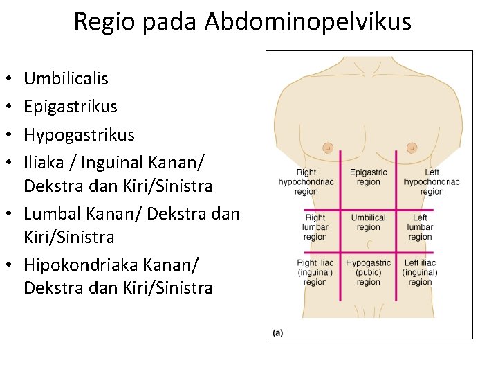 Regio pada Abdominopelvikus Umbilicalis Epigastrikus Hypogastrikus Iliaka / Inguinal Kanan/ Dekstra dan Kiri/Sinistra •