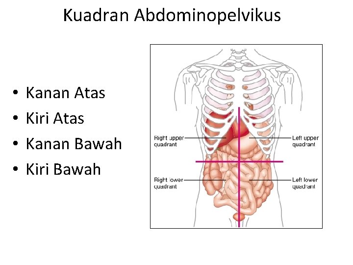 Kuadran Abdominopelvikus • • Kanan Atas Kiri Atas Kanan Bawah Kiri Bawah 