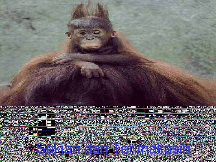 Sekian dan Terimakasih 