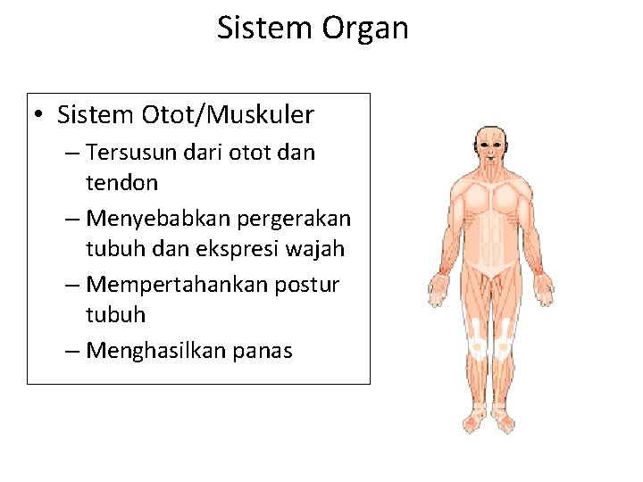 Sistem Organ • Sistem Otot/Muskuler – Tersusun dari otot dan tendon – Menyebabkan pergerakan