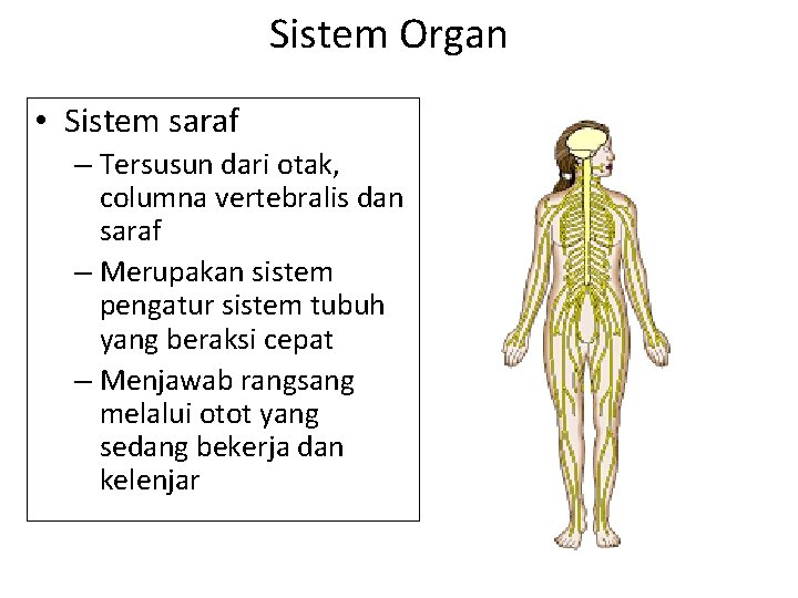 Sistem Organ • Sistem saraf – Tersusun dari otak, columna vertebralis dan saraf –