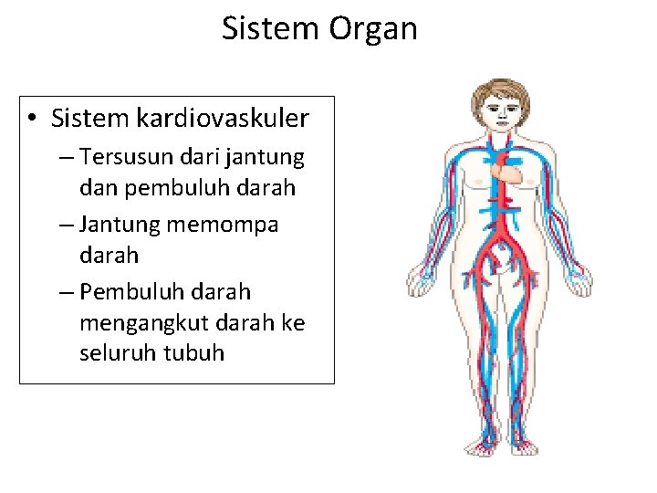 Sistem Organ • Sistem kardiovaskuler – Tersusun dari jantung dan pembuluh darah – Jantung