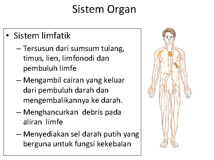 Sistem Organ • Sistem limfatik – Tersusun dari sumsum tulang, timus, lien, limfonodi dan