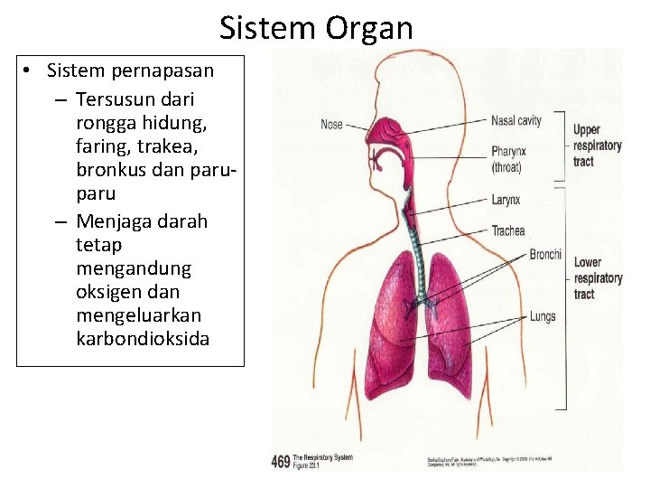 Sistem Organ • Sistem pernapasan – Tersusun dari rongga hidung, faring, trakea, bronkus dan