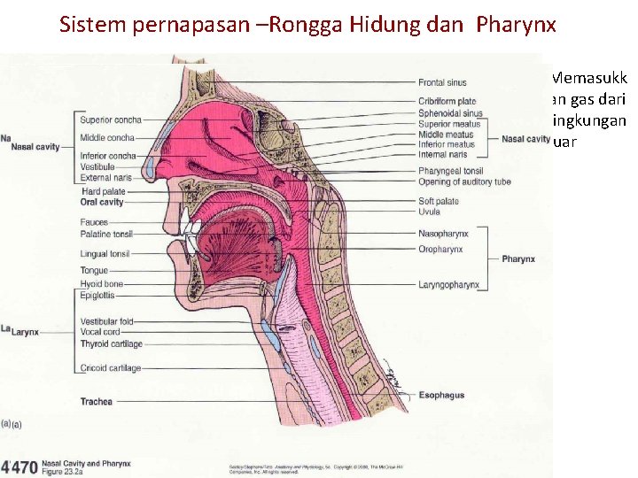 Sistem pernapasan –Rongga Hidung dan Pharynx Memasukk an gas dari lingkungan luar 