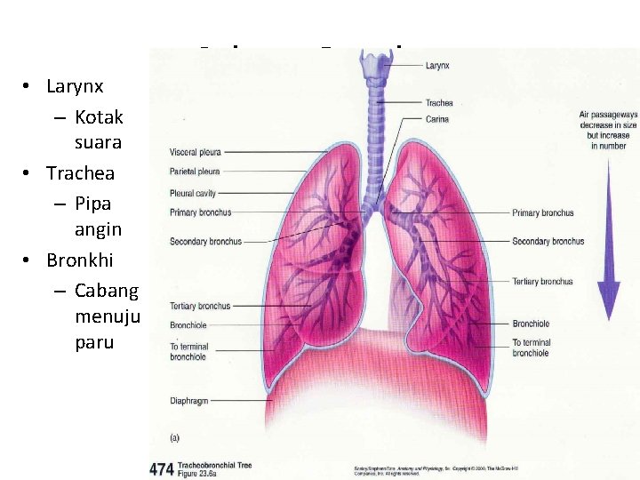  • Larynx – Kotak suara • Trachea – Pipa angin • Bronkhi –