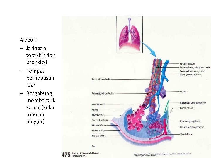 Alveoli – Jaringan terakhir dari bronkioli – Tempat pernapasan luar – Bergabung membentuk saccus(seku