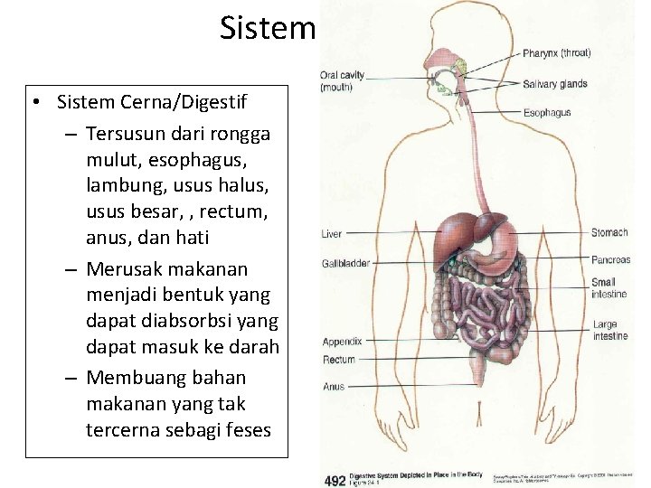 Sistem Organ • Sistem Cerna/Digestif – Tersusun dari rongga mulut, esophagus, lambung, usus halus,