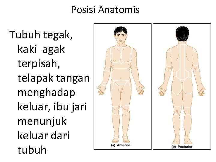 Posisi Anatomis Tubuh tegak, kaki agak terpisah, telapak tangan menghadap keluar, ibu jari menunjuk