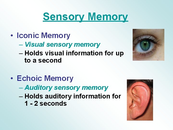 Sensory Memory • Iconic Memory – Visual sensory memory – Holds visual information for Sensory Memory • Iconic Memory – Visual sensory memory – Holds visual information for