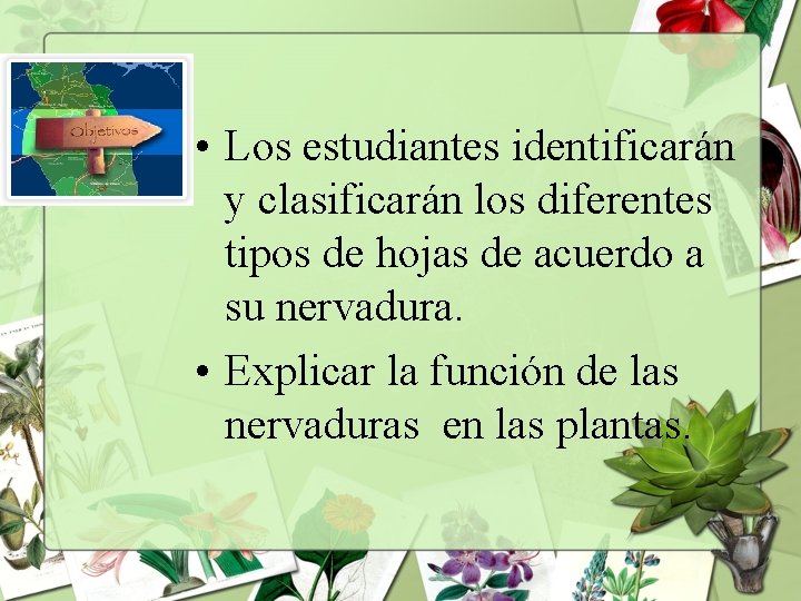 • Los estudiantes identificarán y clasificarán los diferentes tipos de hojas de acuerdo