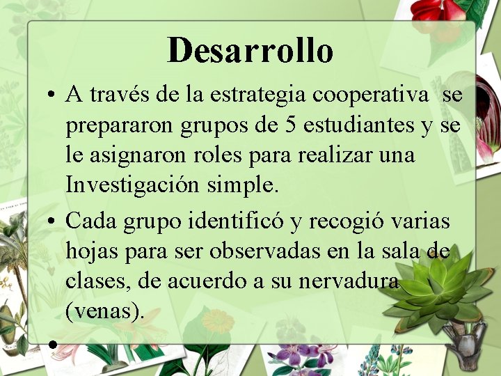 Desarrollo • A través de la estrategia cooperativa se prepararon grupos de 5 estudiantes