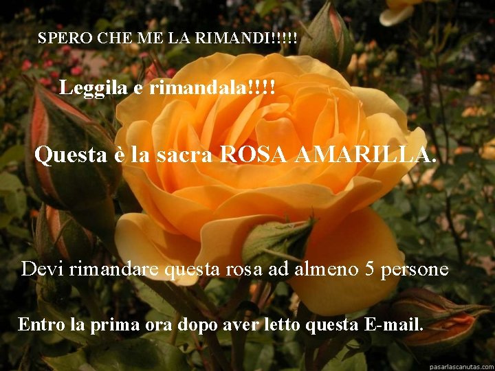 SPERO CHE ME LA RIMANDI!!!!! Leggila e rimandala!!!! Questa è la sacra ROSA AMARILLA.