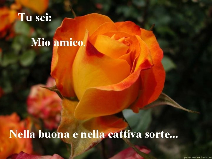 Tu sei: Mio amico, Nella buona e nella cattiva sorte. . . 