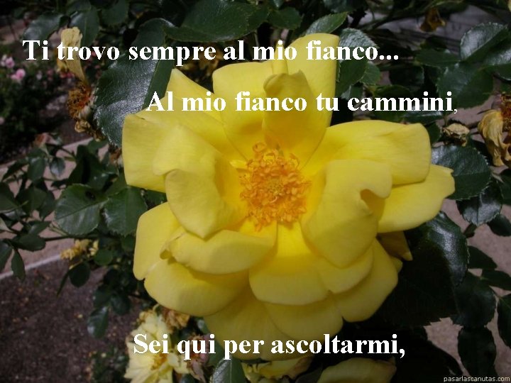 Ti trovo sempre al mio fianco. . . Al mio fianco tu cammini, Sei