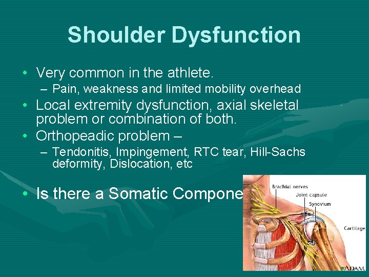 Shoulder Dysfunction • Very common in the athlete. – Pain, weakness and limited mobility