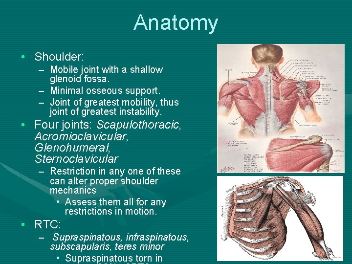 Anatomy • Shoulder: – Mobile joint with a shallow glenoid fossa. – Minimal osseous