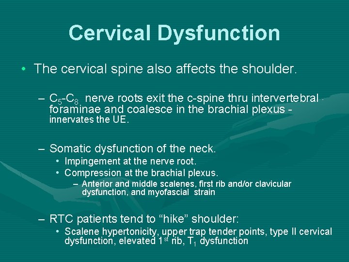 Cervical Dysfunction • The cervical spine also affects the shoulder. – C 5 -C