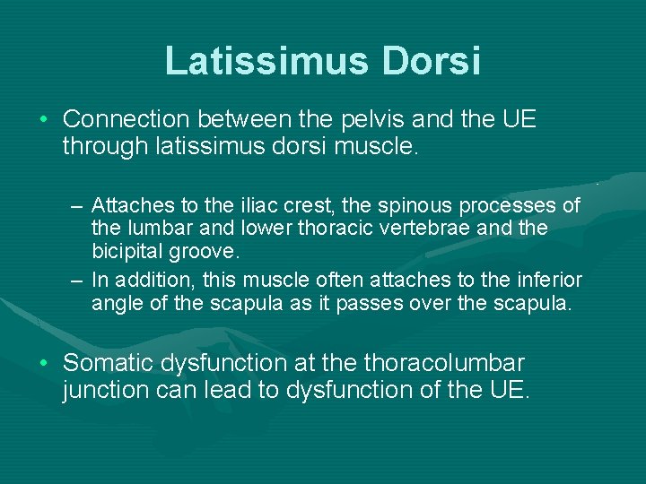 Latissimus Dorsi • Connection between the pelvis and the UE through latissimus dorsi muscle.