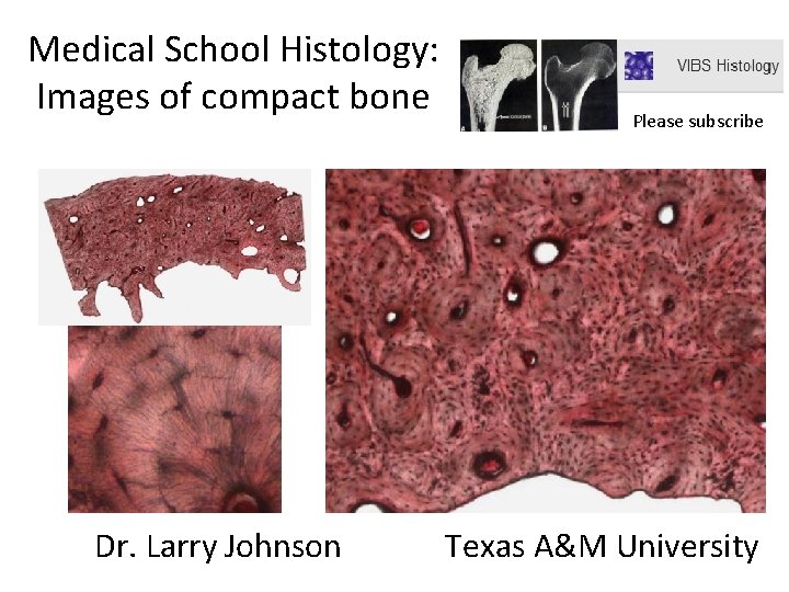 Medical School Histology: Images of compact bone Dr. Larry Johnson Please subscribe Texas A&M