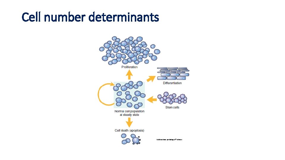 Cell number determinants Robbins basic pathology 9 th edition 