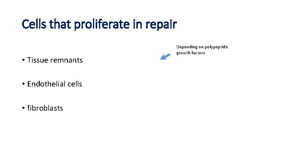 Cells that proliferate in repair • Tissue remnants • Endothelial cells • fibroblasts Depending