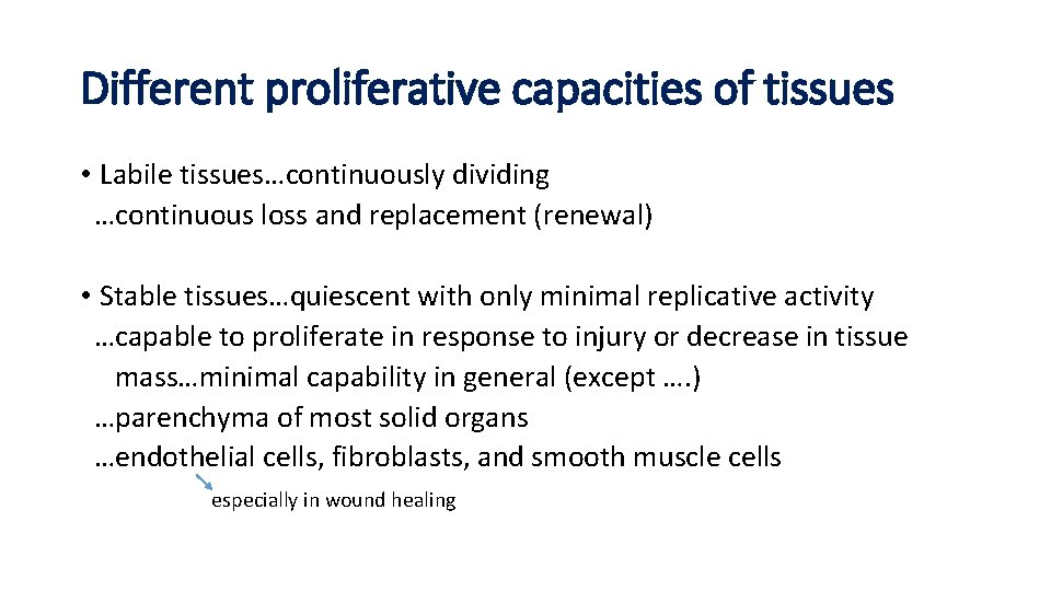 Different proliferative capacities of tissues • Labile tissues…continuously dividing …continuous loss and replacement (renewal)