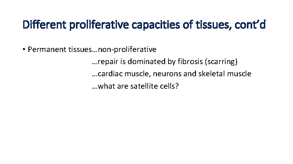 Different proliferative capacities of tissues, cont’d • Permanent tissues…non-proliferative …repair is dominated by fibrosis