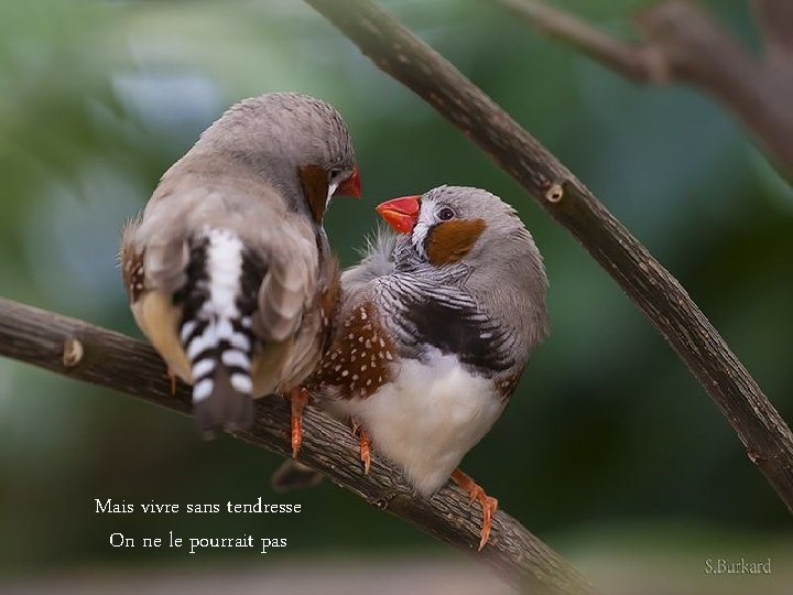 Mais vivre sans tendresse On ne le pourrait pas 