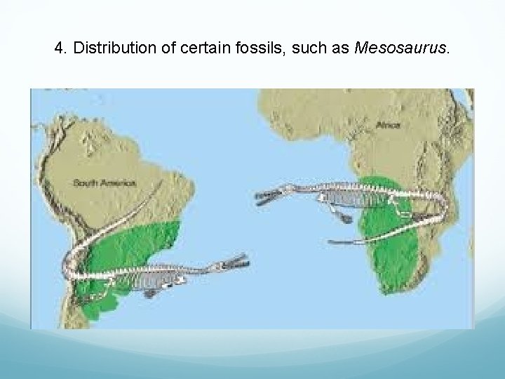 4. Distribution of certain fossils, such as Mesosaurus. 