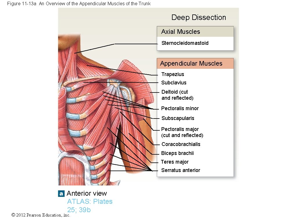 Figure 11 -13 a An Overview of the Appendicular Muscles of the Trunk Deep