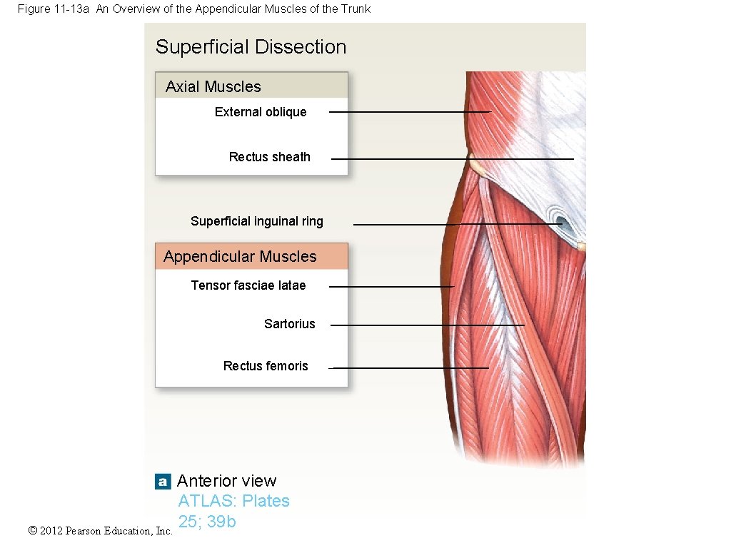 Figure 11 -13 a An Overview of the Appendicular Muscles of the Trunk Superficial