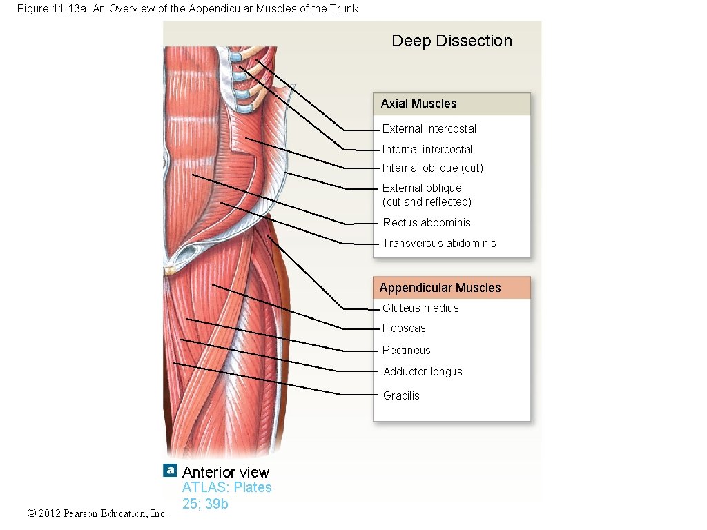 Figure 11 -13 a An Overview of the Appendicular Muscles of the Trunk Deep