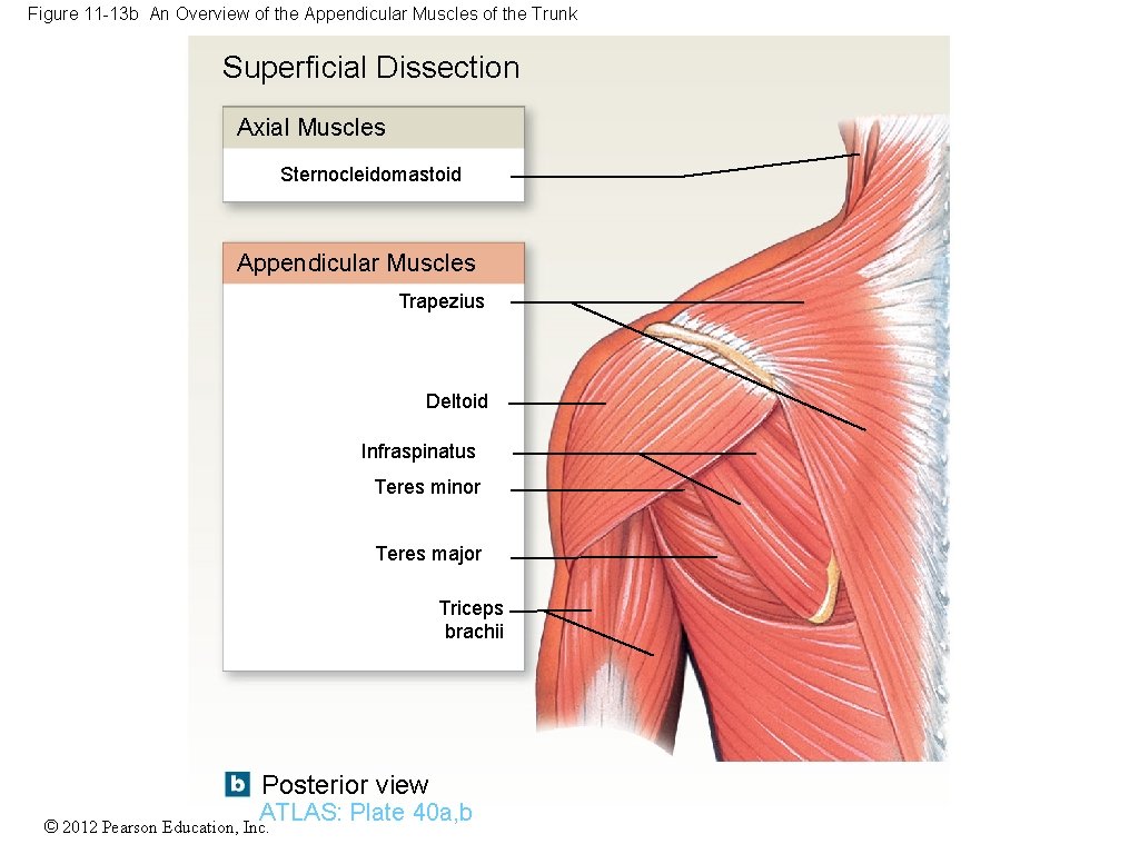 Figure 11 -13 b An Overview of the Appendicular Muscles of the Trunk Superficial