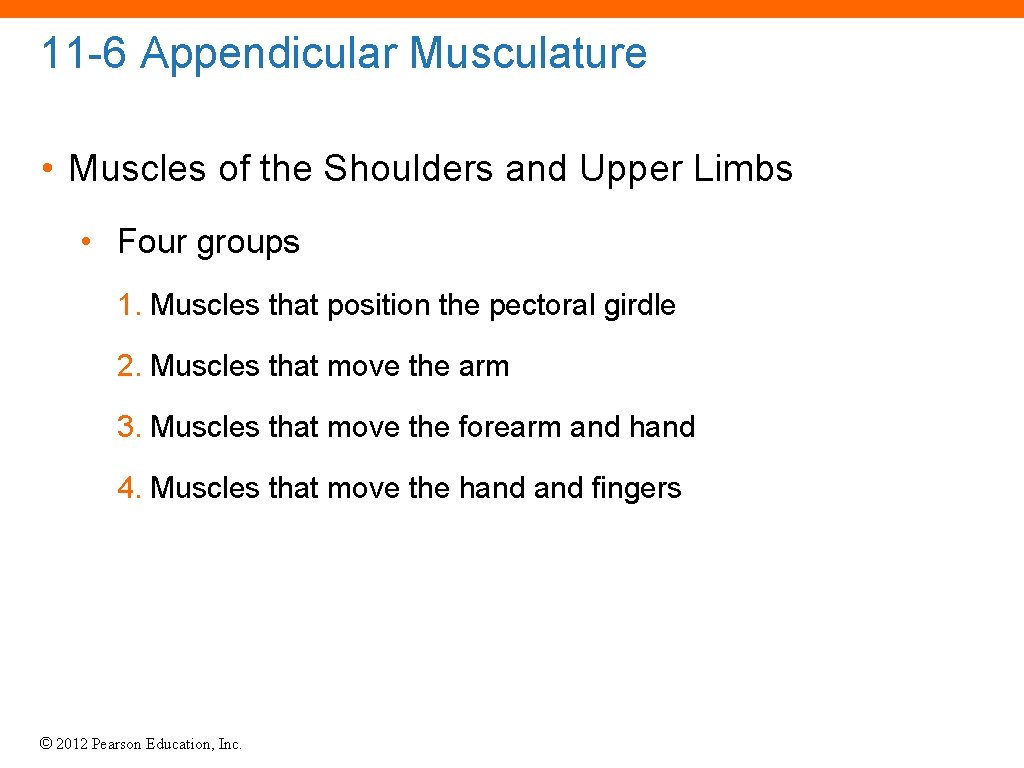 11 -6 Appendicular Musculature • Muscles of the Shoulders and Upper Limbs • Four