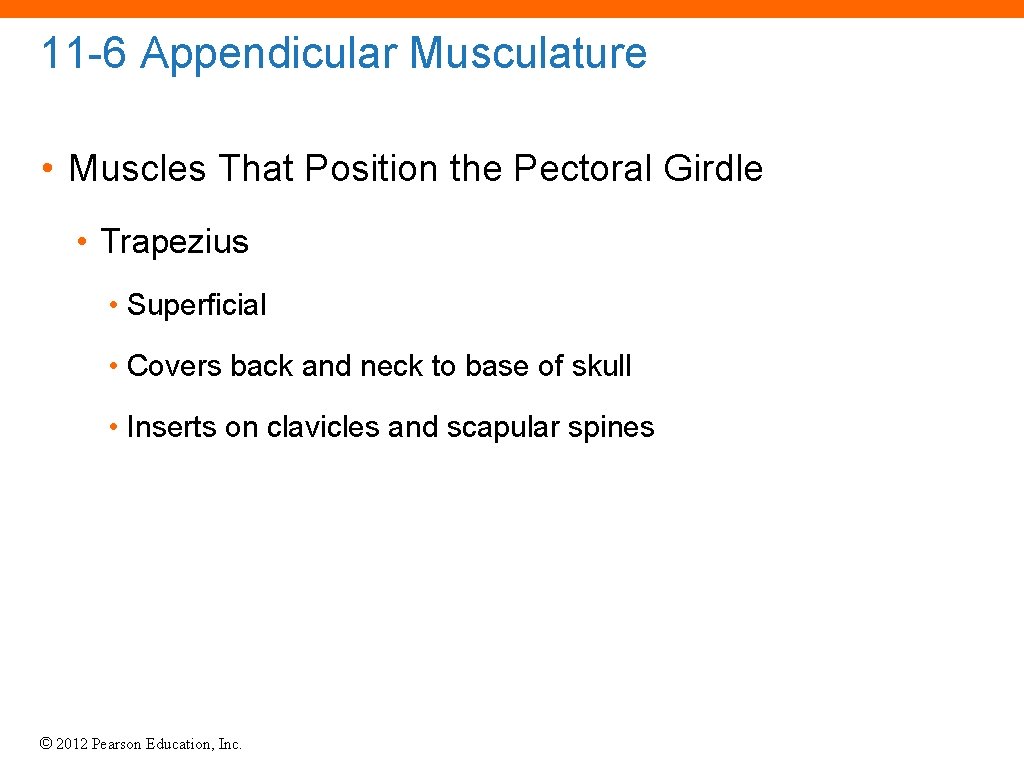 11 -6 Appendicular Musculature • Muscles That Position the Pectoral Girdle • Trapezius •