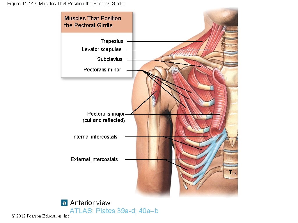 Figure 11 -14 a Muscles That Position the Pectoral Girdle Trapezius Levator scapulae Subclavius