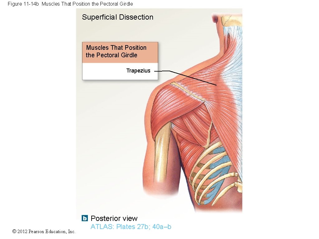 Figure 11 -14 b Muscles That Position the Pectoral Girdle Superficial Dissection Muscles That