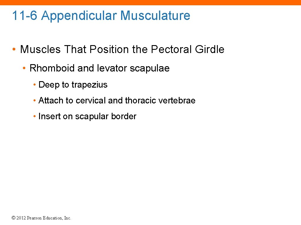 11 -6 Appendicular Musculature • Muscles That Position the Pectoral Girdle • Rhomboid and