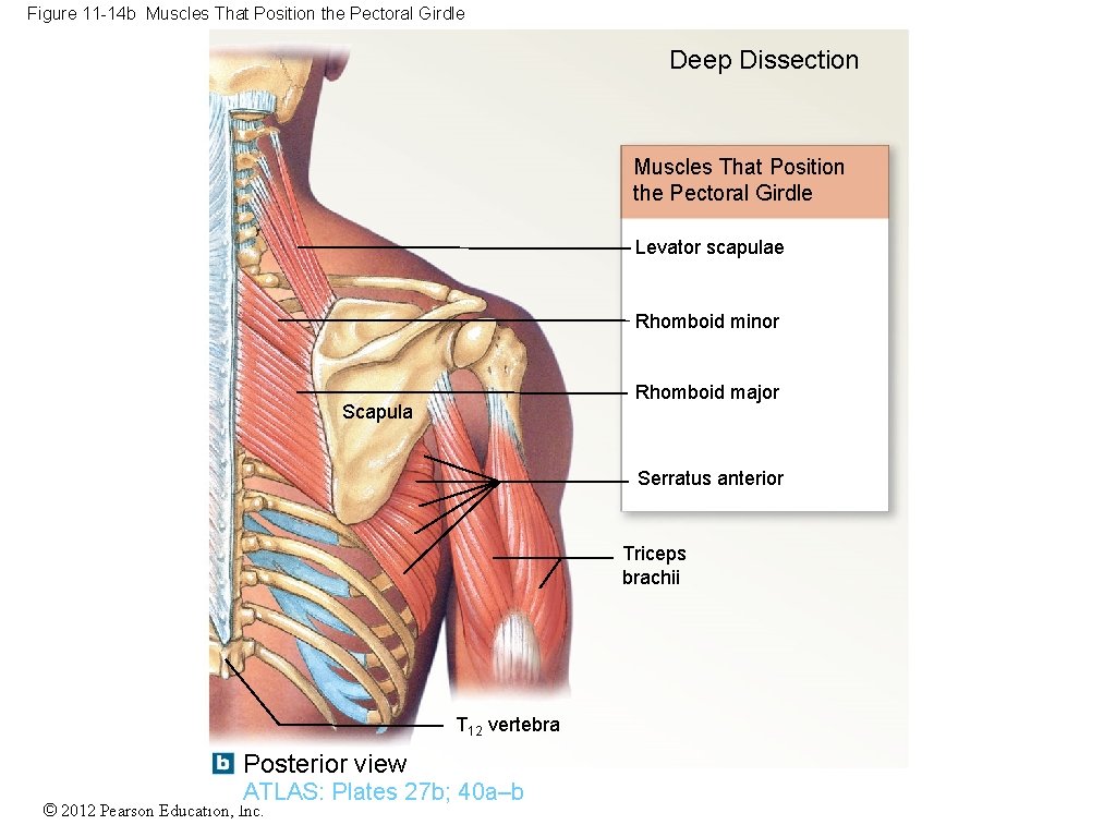 Figure 11 -14 b Muscles That Position the Pectoral Girdle Deep Dissection Muscles That