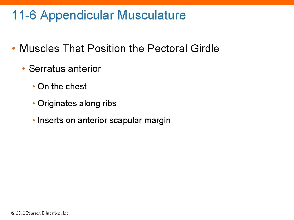 11 -6 Appendicular Musculature • Muscles That Position the Pectoral Girdle • Serratus anterior