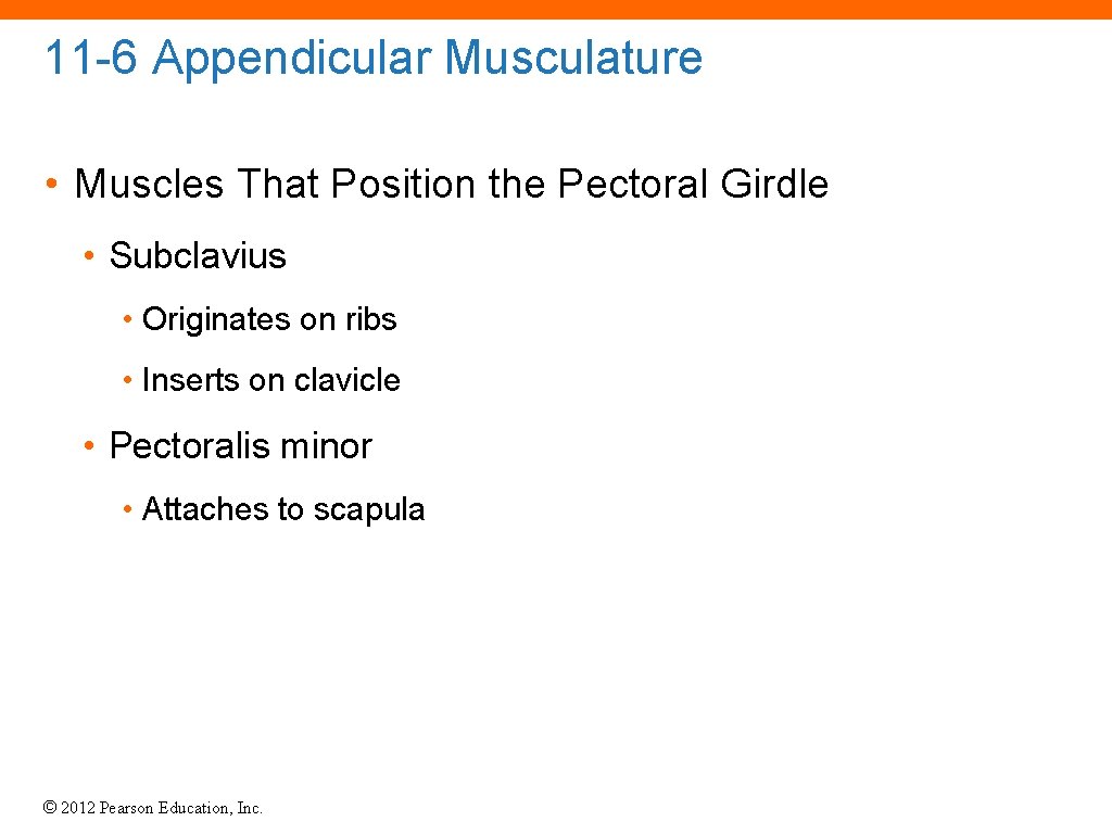 11 -6 Appendicular Musculature • Muscles That Position the Pectoral Girdle • Subclavius •