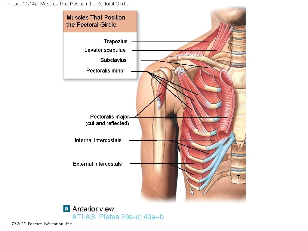 Figure 11 -14 a Muscles That Position the Pectoral Girdle Trapezius Levator scapulae Subclavius