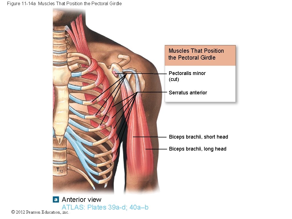 Figure 11 -14 a Muscles That Position the Pectoral Girdle Pectoralis minor (cut) Serratus