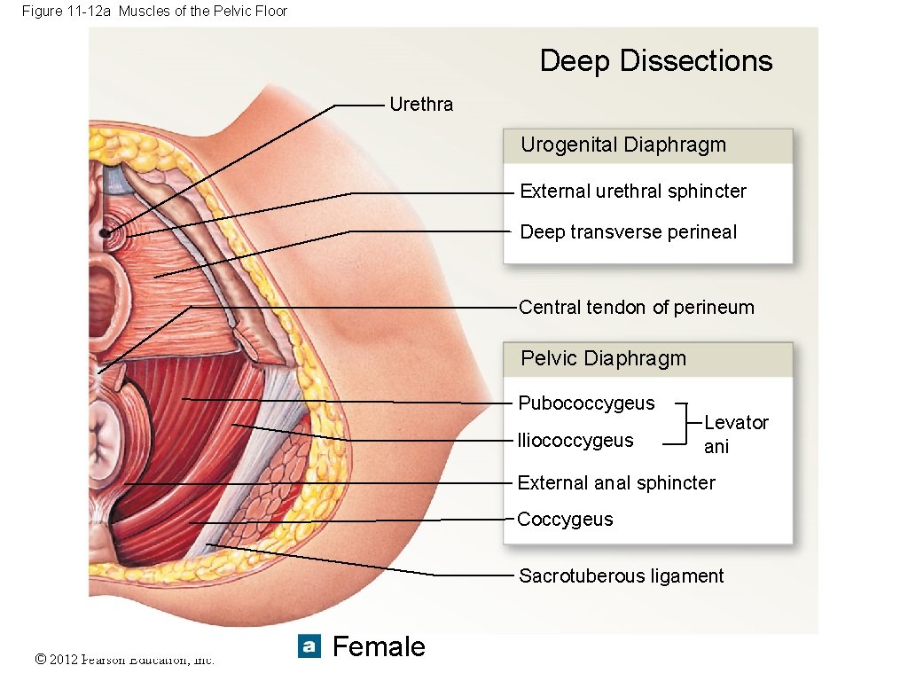 Figure 11 -12 a Muscles of the Pelvic Floor Deep Dissections Urethra Urogenital Diaphragm