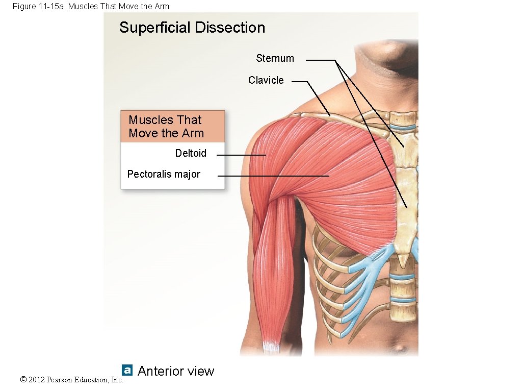 Figure 11 -15 a Muscles That Move the Arm Superficial Dissection Sternum Clavicle Muscles