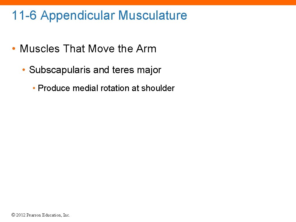 11 -6 Appendicular Musculature • Muscles That Move the Arm • Subscapularis and teres