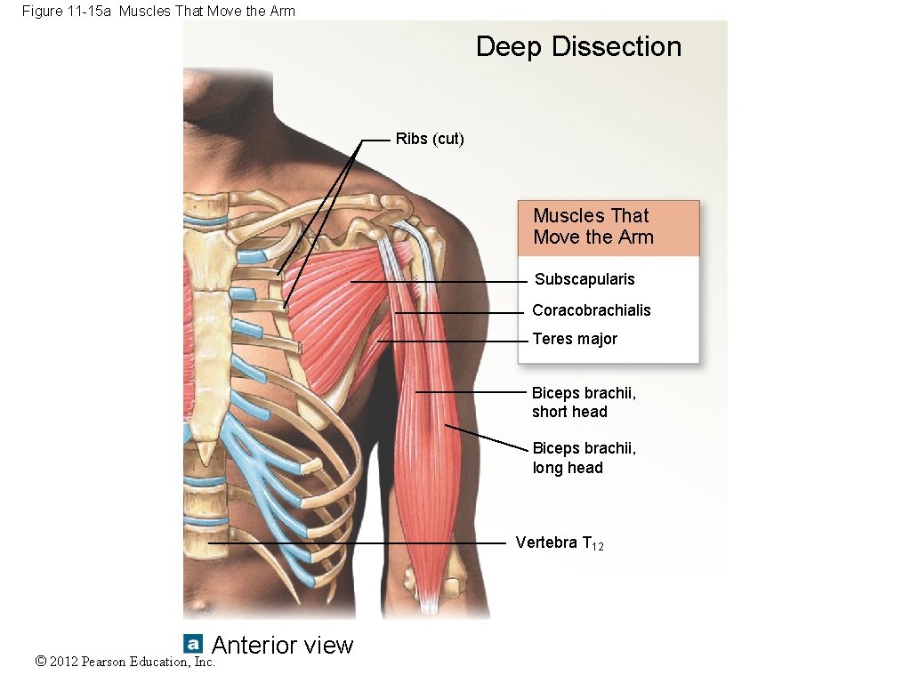 Figure 11 -15 a Muscles That Move the Arm Deep Dissection Ribs (cut) Muscles